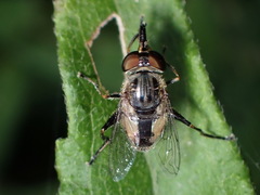 Lycastrirhyncha nitens