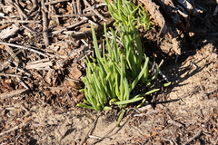 Conicosia pugioniformis