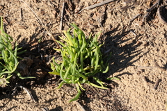 Conicosia pugioniformis