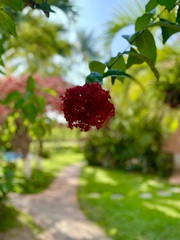 Byrsonima crassifolia