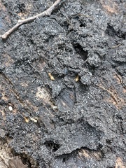 Acanthomyops