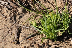 Conicosia pugioniformis