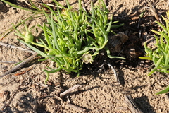 Conicosia pugioniformis