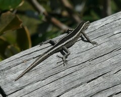 Cryptoblepharus