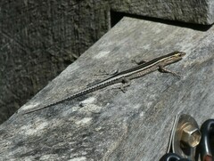 Cryptoblepharus