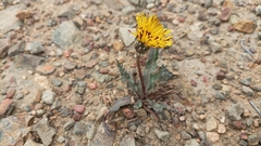 Hypochaeris scorzonerae