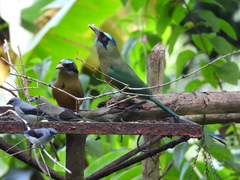 Momotus subrufescens