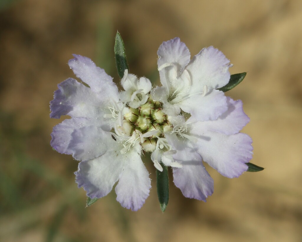 Silver Scabious