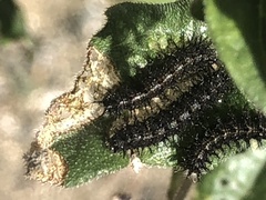 Chlosyne californica