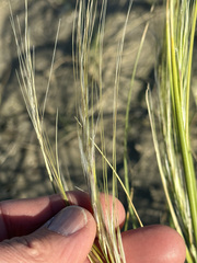 Hesperostipa comata
