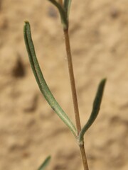 Lomelosia argentea