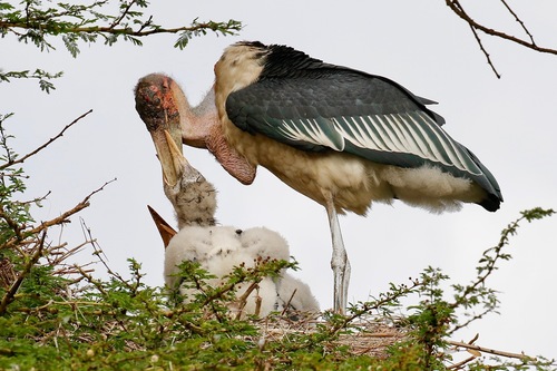 Marabou Stork