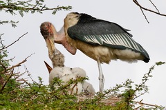 Leptoptilos crumenifer