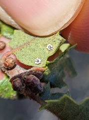 Aleuroplatus coronata