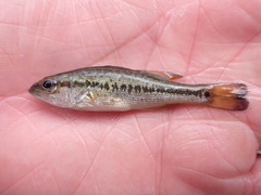 Micropterus