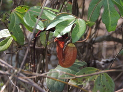 Aristolochia