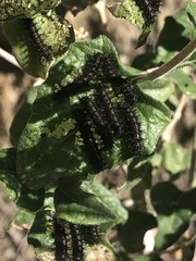 Chlosyne californica