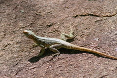 Oplurus quadrimaculatus