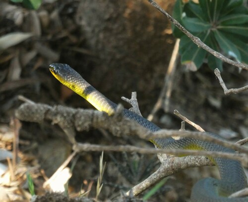 Common Tree Snake sighting
