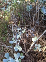 Cotyledon orbiculata