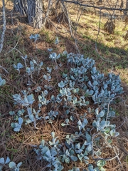 Cotyledon orbiculata