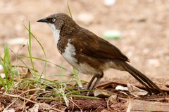 Turdoides hypoleuca
