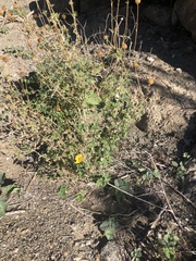 Chlosyne californica
