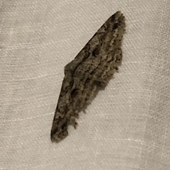 Iridopsis defectaria