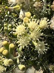 Senecio filaginoides