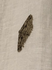 Iridopsis defectaria