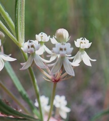 Asclepias verticillata