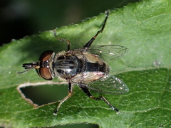 Lycastrirhyncha nitens