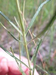 Asclepias verticillata