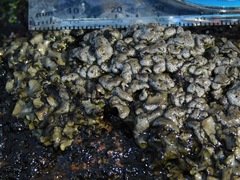 Dermatocarpon intestiniforme