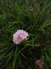 Armeria welwitschii
