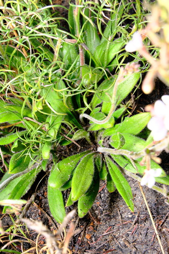 Image of Stylidium pycnostachyum by (c) Peter Crowcroft, some rights reserved (CC BY)