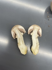 Agaricus bisporus