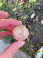 Agaricus bisporus