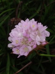 Armeria welwitschii