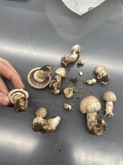Agaricus bisporus