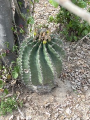Ferocactus townsendianus