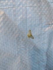 Hydata translucidaria