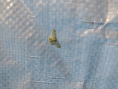 Hydata translucidaria