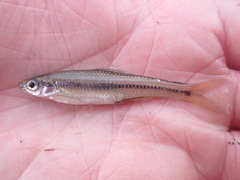 Notropis texanus