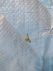 Hydata translucidaria