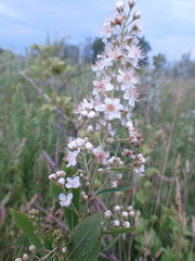 Spiraea alba alba