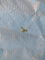 Hydata translucidaria