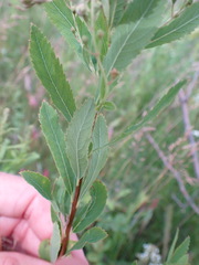 Spiraea alba alba