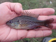 Lepomis gulosus