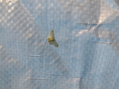 Hydata translucidaria